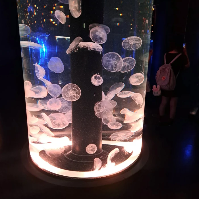 画像446